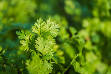 Fresh leaf green coriander in a garden. Vegetable coriander for health
