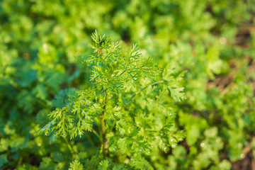 Fresh leaf green coriander in a garden. Vegetable coriander for health