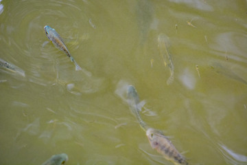 Close up view of The Mozambique tilapia (Oreochromis mossambicus) .A tilapiine cichlid fish native to southern Africa. It is a popular fish for aquaculture.