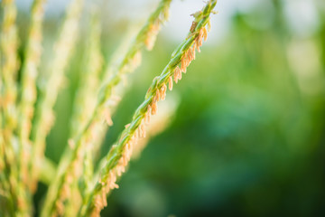 flower of Green corn field