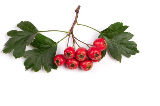 berry red whitethorn on a branch with green leaves