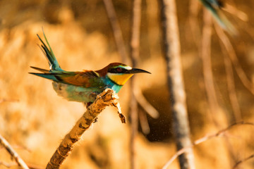 Exotic bird European bee-eater or Merops apiaster