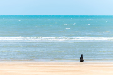 Fototapeta na wymiar A dog at beach looking to the sea