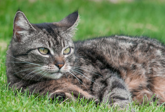 kot wypoczywający na trawie