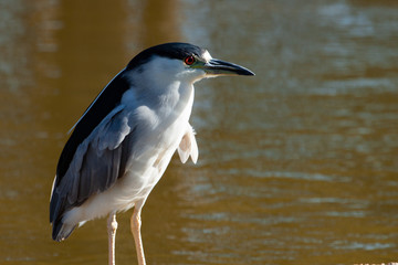 The black-crowned night heron (Nycticorax nycticorax) portrait.