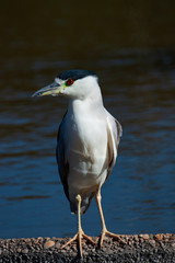 The black-crowned night heron (Nycticorax nycticorax) portrait.