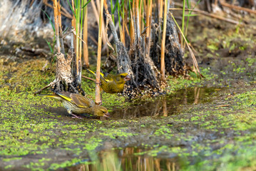 European greenfinches or chloris chloris drinking