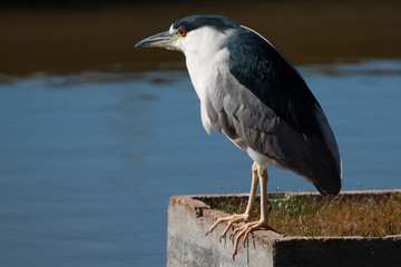 The black-crowned night heron (Nycticorax nycticorax) portrait.