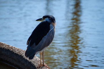The black-crowned night heron (Nycticorax nycticorax) portrait.