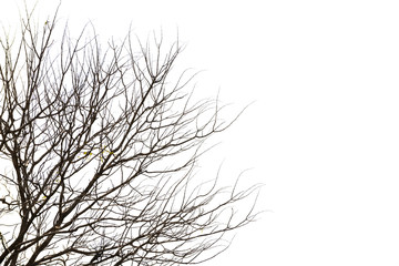 Fototapeta na wymiar branch of tree isolated on white