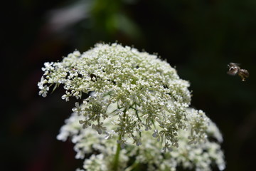 Bee flying to Queen Ann's Lace
