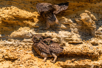 Little owls or Athene noctua on rock