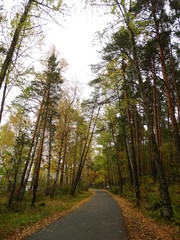 Autumn road in the park