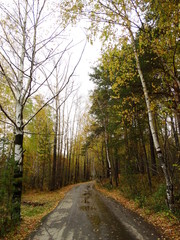 Autumn road in the park