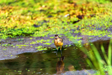Female Western Yellow Wagtail or Motacilla flava