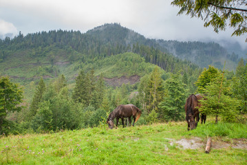 Fototapeta na wymiar Horses on green alpine pasture