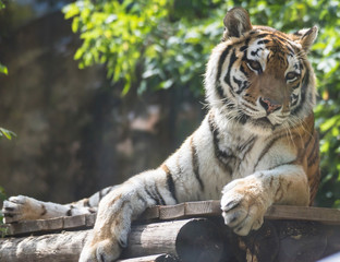 The Amur tiger