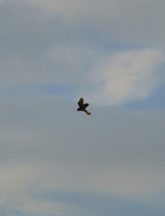 Bird of prey flying in the sky