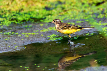 Female Western Yellow Wagtail or Motacilla flava