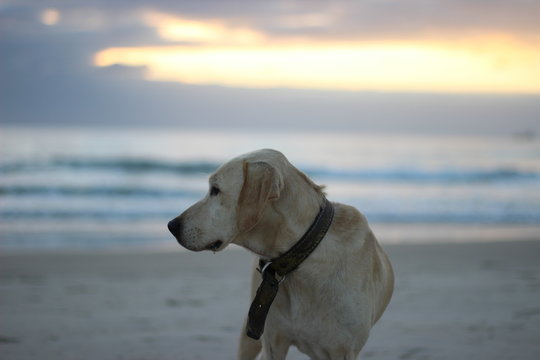 Dog of the Beach