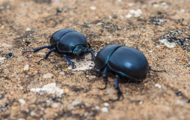 Dung beetle