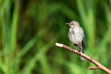Juvenile white wagtail or Motacilla alba perches on twig