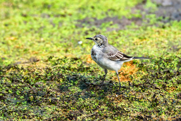 Juvenile white wagtail or Motacilla alba