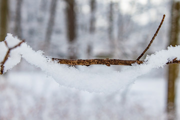 Schnee und Ast
