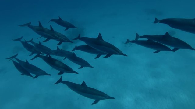 A pod of Spinner Dolphins swims over the sandy bottom (High-angle shot, Underwater shot, 4K / 60fps)
