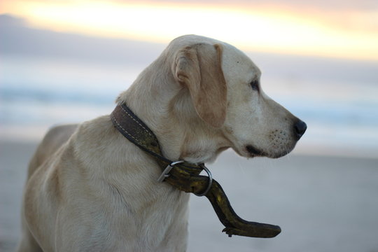 Dog in the Sunset