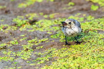 Juvenile white wagtail or Motacilla alba eats botfly