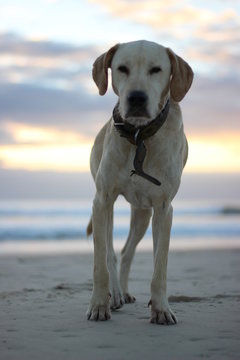 Dog in the Sunset