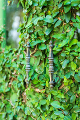 The window on green wall with climbing plant
