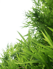 Bamboo leaves isolated on white background