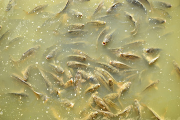 Shoal of carps gathering and waiting to be fed in a lake.