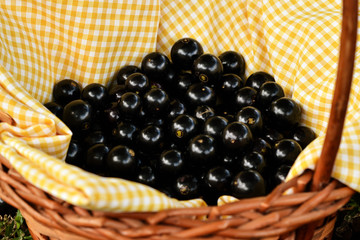 Jaboticabas' basket. A sweet fruit found in Brazil, and commonly used to prepare jams and drinks.
