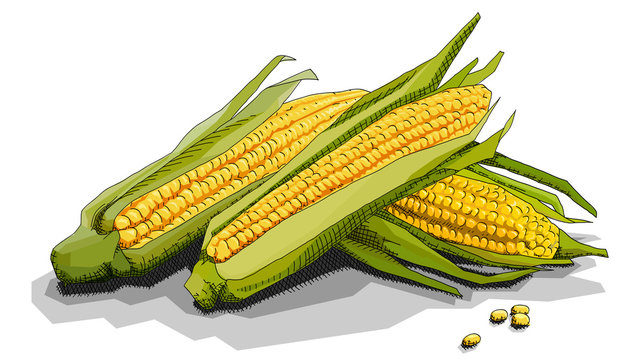 Vector simple illustration of corn cobs.