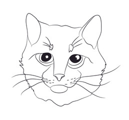 cat portrait, lines, vector,