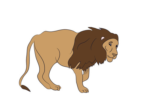 lion  vector.