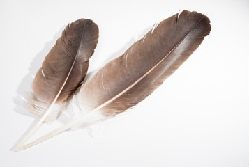 Two Eagle Feathers