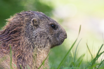 profilo di marmotta