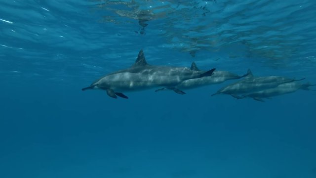 Group of pregnant Dolphins swim under surface of the blue water (Spinner Dolphin, Stenella longirostris) Close-up, Underwater shot, 4K / 60fps

