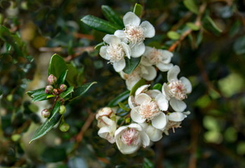 Cream Myrtle Flower on a Tree - Close Up