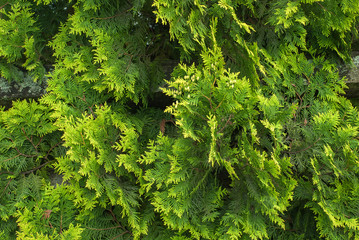 Fresh green branches of Cupressus tree