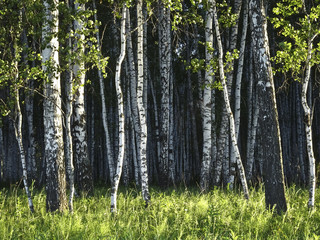 Texture - birch trunks closely growing in the forest