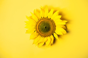 Naklejka premium Beautiful sunflower on yellow background