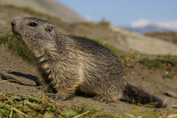 Kleines Murmeltier