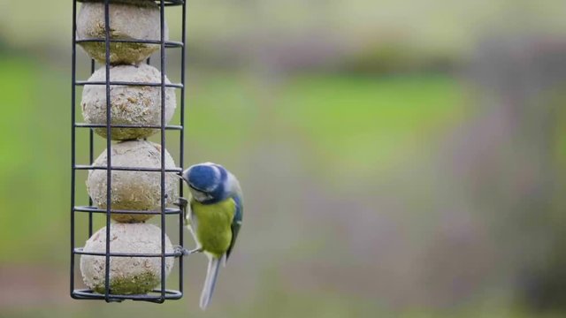 Bluetit flying, landing and eating from a bird feeder