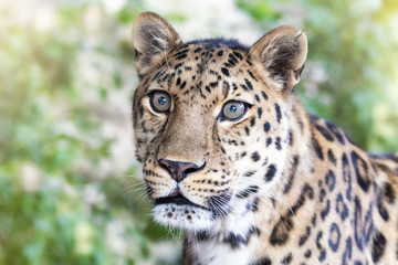 Fototapeta na wymiar Adult Amur leopard in sunlight