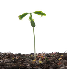 Young bean plant,isolate on white background